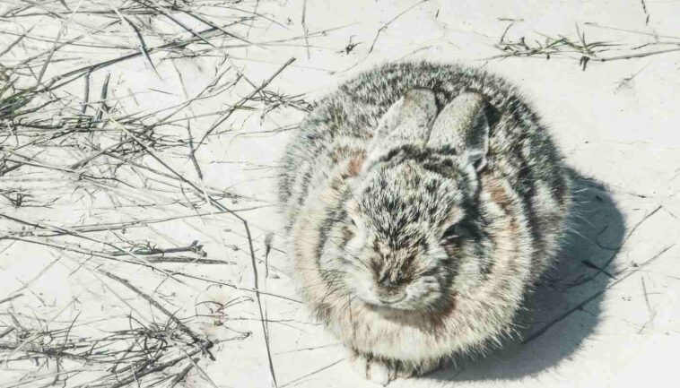 Rabbit In winter