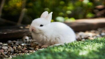 rabbit poop cleaner