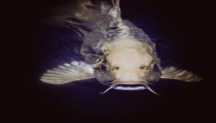 catfish under water