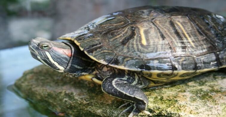 Red Eared Slider Turtle