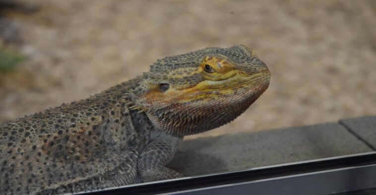 brown and black bearded dragon