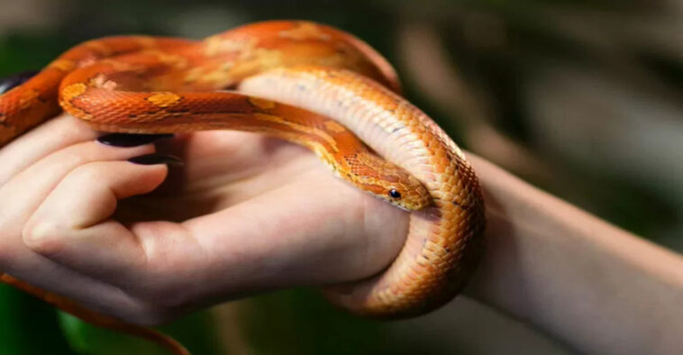 pet corn snake