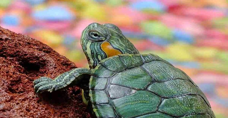 turtle on land