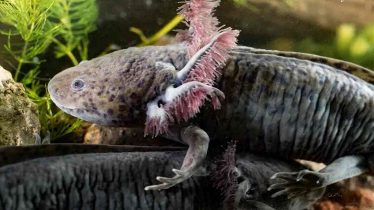 Axolotl flapping external gills