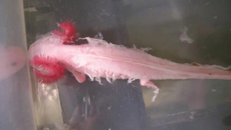 Axolotl plunged itself out of its tank