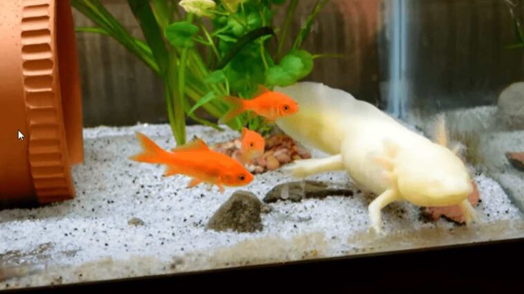 Can Axolotls Live with Fish