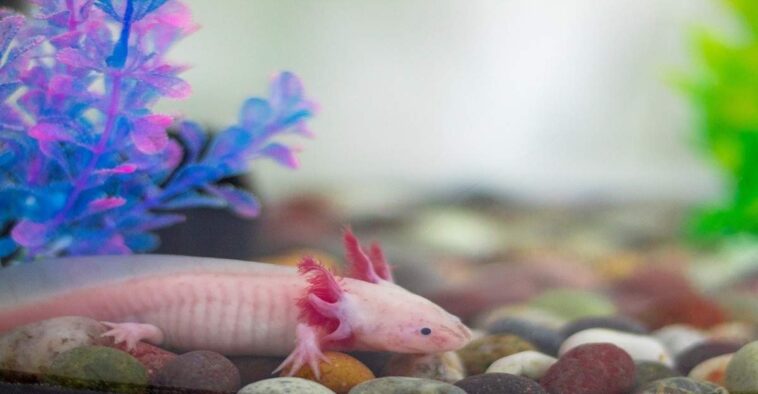 Can You Keep More Than One Axolotl Together