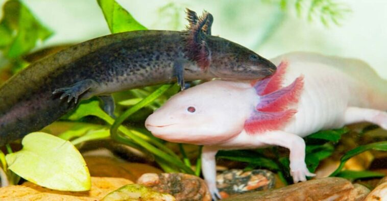 Does Axolotl Bite