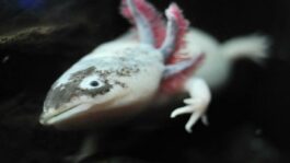 axolotls dangerous humans