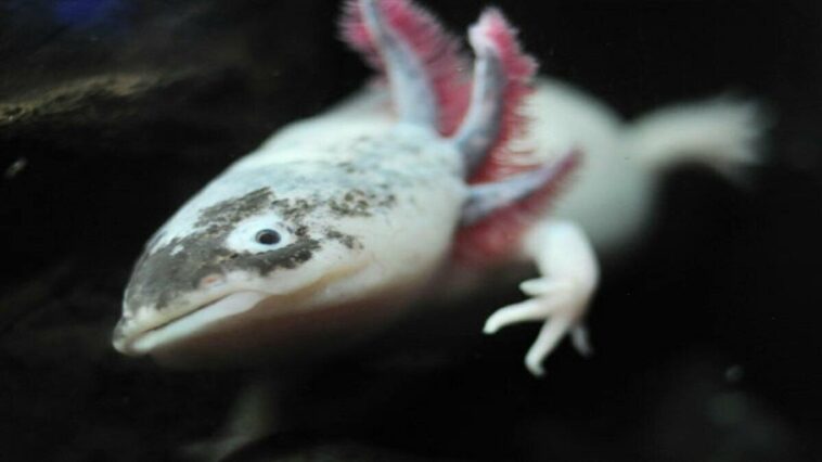 axolotls dangerous humans