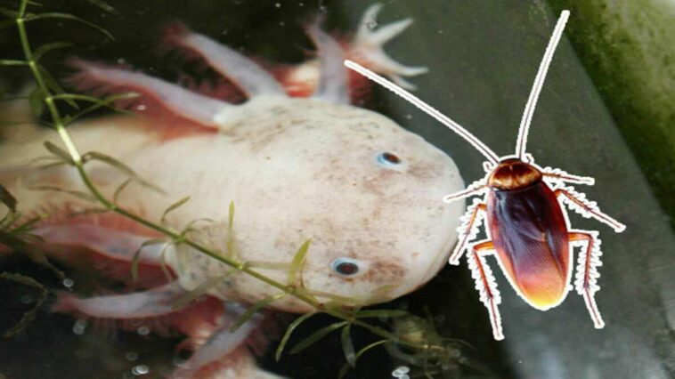 axolotls eat cockroaches