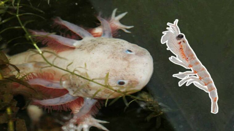 axolotls eat krill
