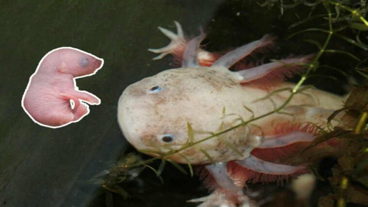 axolotls eat mice