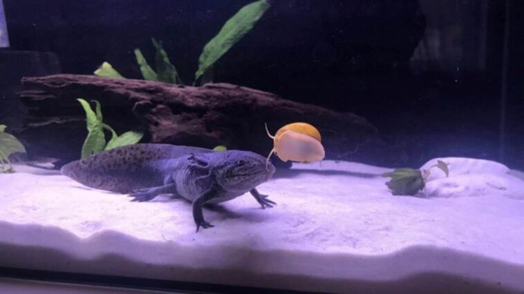 axolotls with snail