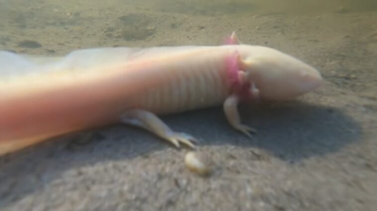 Super Amazing Result With Axolotl Salamande