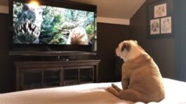 Bulldog looking at tv