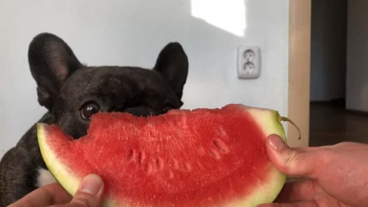 French bulldog eating water melon