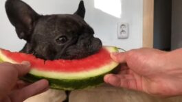 French bulldog eating watermelon
