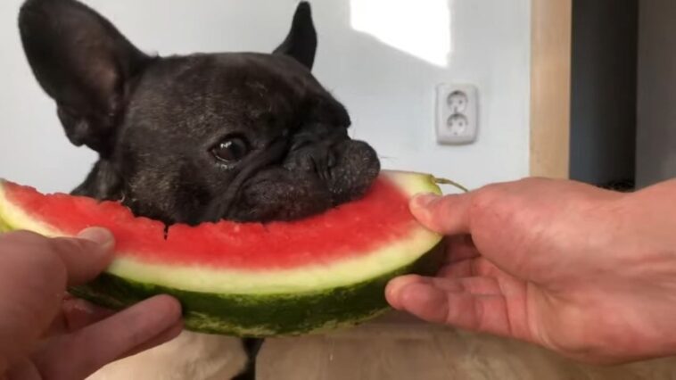 French bulldog eating watermelon