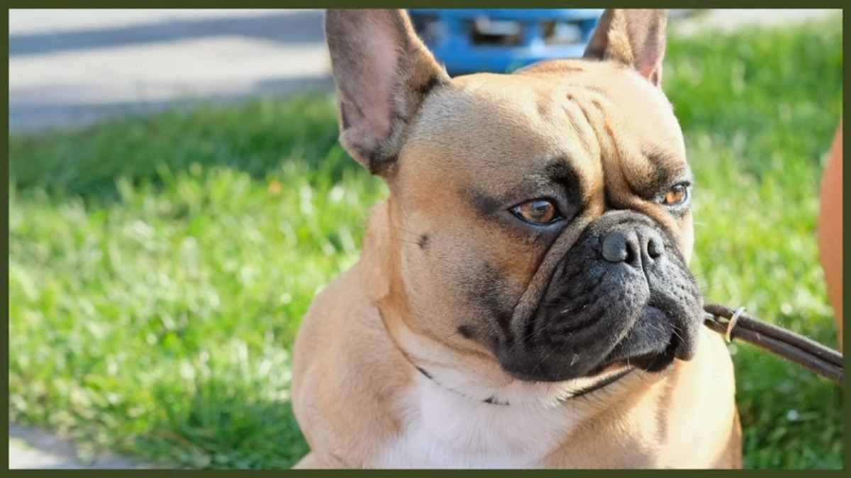 French bulldog eyesight