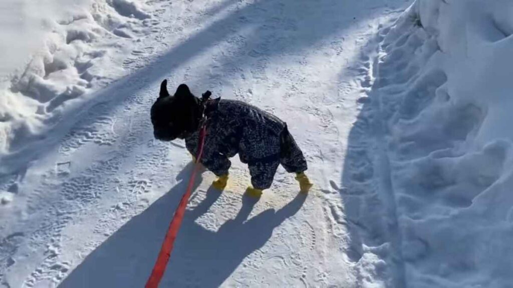 French bulldog had to walk in the cold