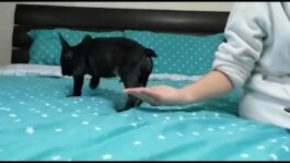 My dog Pees On Bed l French Bulldog Cringe Moments