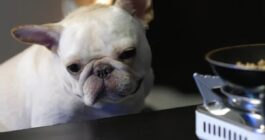 Homemade food for your Dog feat. French Bulldog
