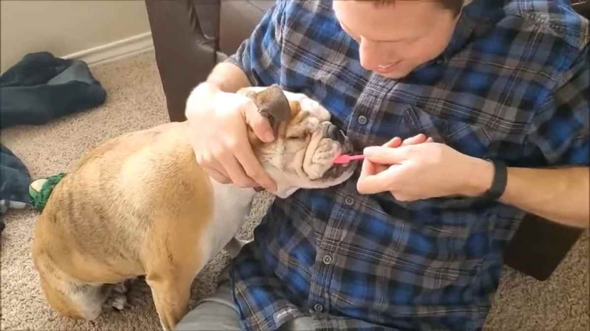 How to Get Rid of a Bulldog Smell