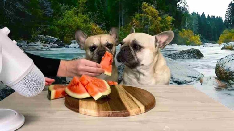 The Best Outdoor French Bulldog Watermelon