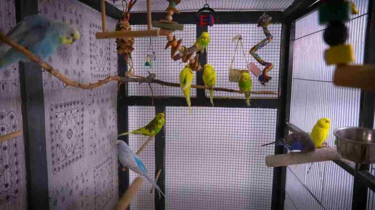 Budgie Cage Outdoor