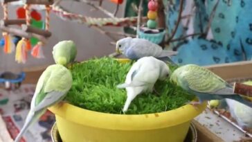 Budgies play with millet grass Bonus millet sprouting guide