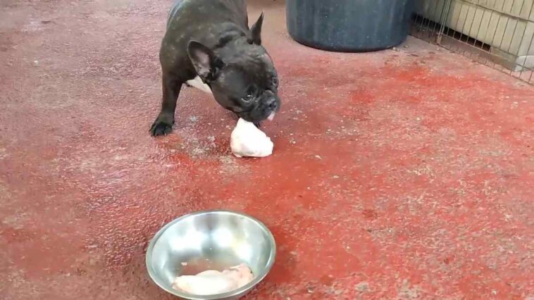 French Bulldog Eating Whole Chicken