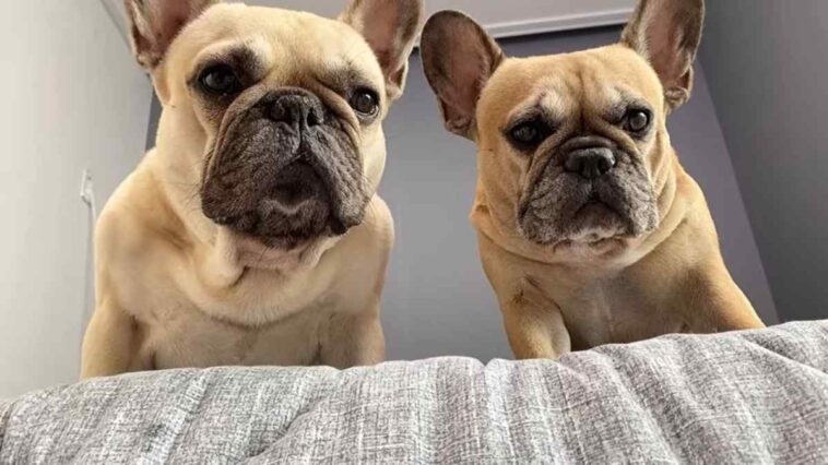 Funny Differences Between Male and Female French Bulldogs