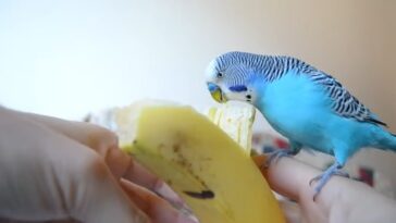 How to Feed Budgies Choosing the Right Foods