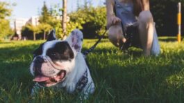 How to Make French Bulldog Gain Weight