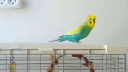 How to take Care of a Parakeet Beginners Guide to Pet Birds
