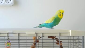 How to take Care of a Parakeet Beginners Guide to Pet Birds