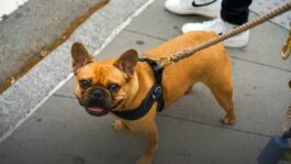 How to Make French Bulldog Gain Weight