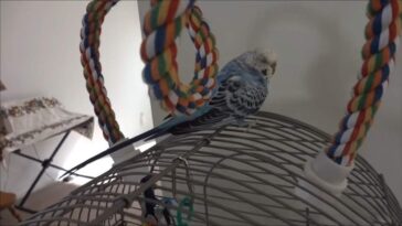 How to Tame Birds When There Are Multiple Birds in the Cage or Home