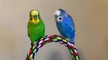 Two male parakeets