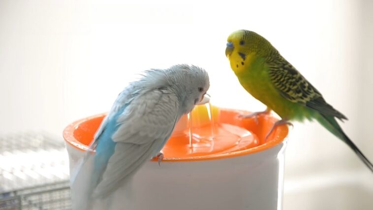 parakeets drinking