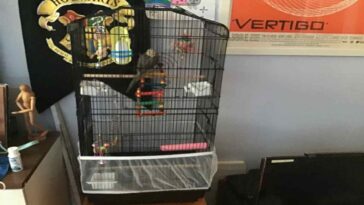 2 parakeets in a cage