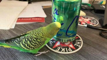 How to Get a Parakeet to Drink Water
