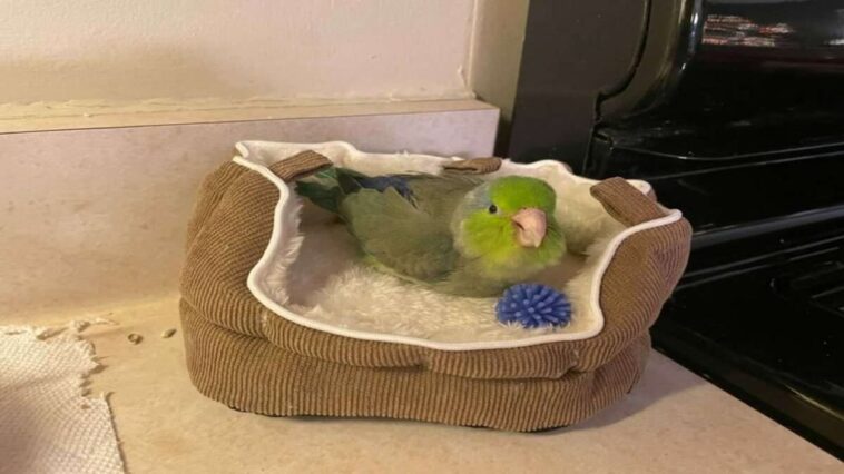 Pro Tips for Choosing Parakeet Cage Bedding